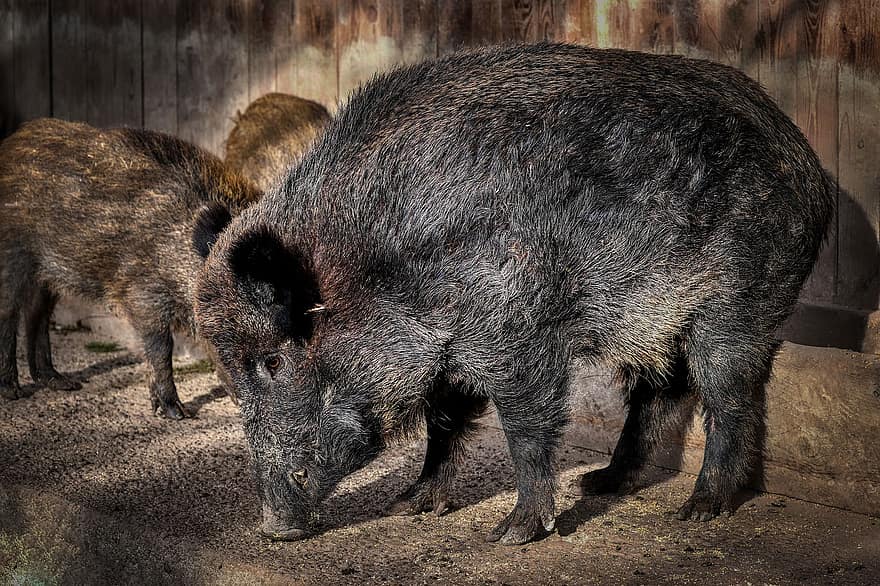babi, babi liar, anak babi, margasatwa, jenis, fauna, hewan, mamalia, tanah pertanian, ternak, babi domestik