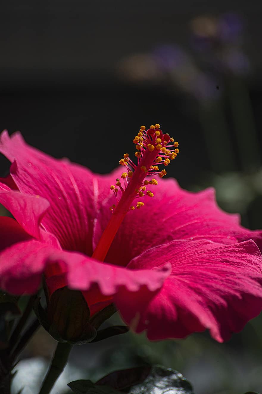 hibiscus, flor, nèctar, florir, flora, floricultura, horticultura, botànica, planta, flor rosa, pètals de color rosa