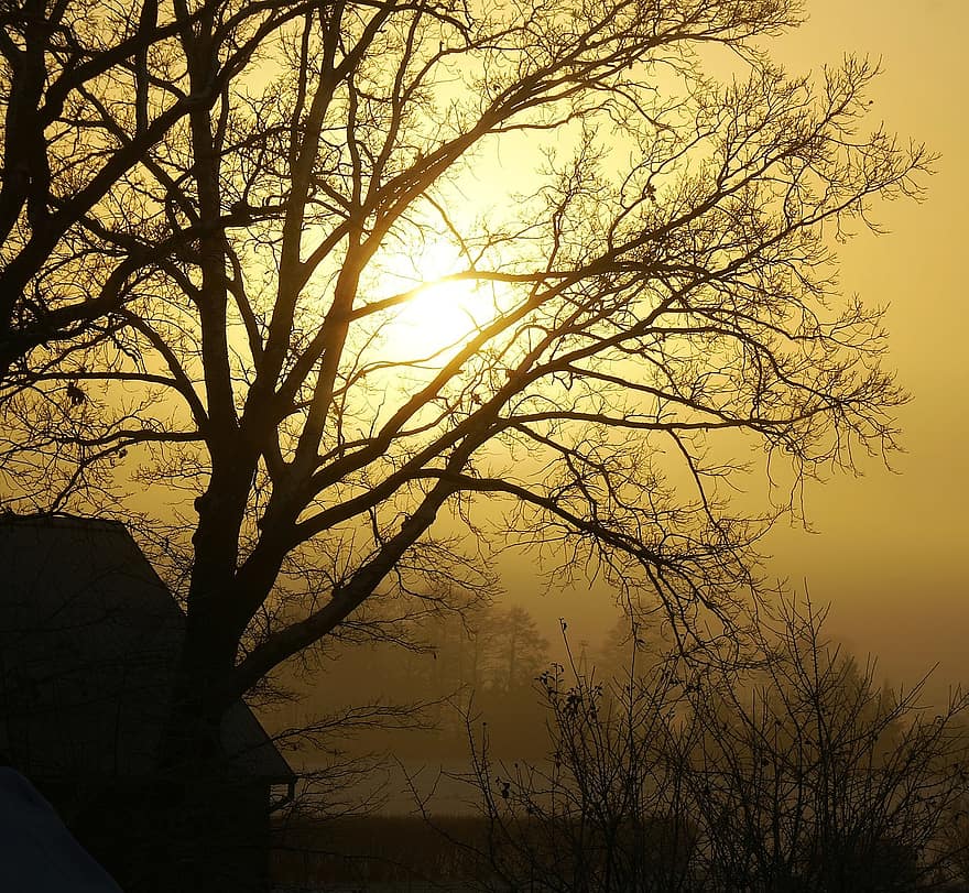 дърво, konary, слънцето, зима, сутрин, декември, мъглата, клонове, носталгия, студ