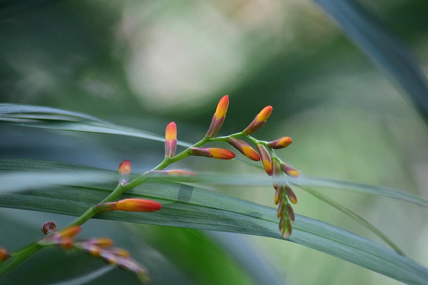 Montbretia, Flowers, Buds, Crocosmia, Blooming, Blossoming, Flora, Plant, Nature