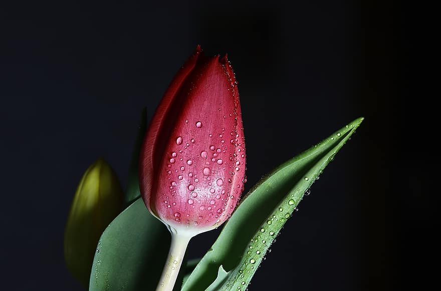 tulipan, pączek, rosa, czerwony kwiat, czerwony tulipan, krople rosy, mokro, kropelki, liść, roślina, ciemny