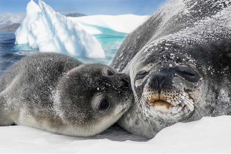 guarnizioni, animali, la neve, ghiaccio, cucciolo, piccolo di foca, mammiferi, vita marina, mammiferi marini, pinnipedi, natura