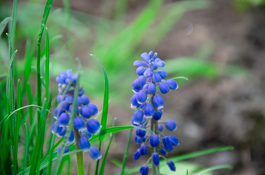ziedi, Dārzs Vīnogu-hiacinte, zili ziedi, pavasarī, flora, raksturs, augu, tuvplāns, zaļā krāsa, zieds, vasarā