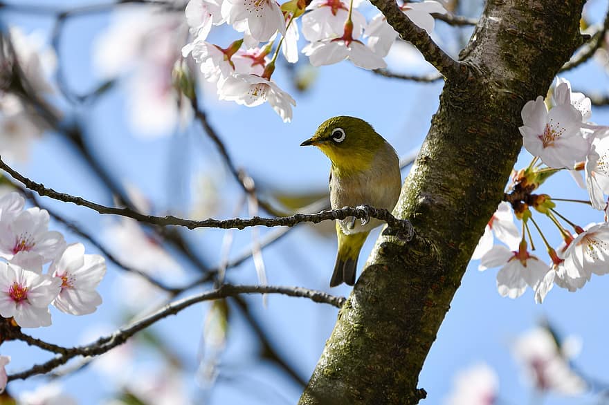 burung, Kacamata berkicau, ilmu burung, jenis, fauna, margasatwa, musim semi, hewan, menanam, bunga-bunga, bunga sakura