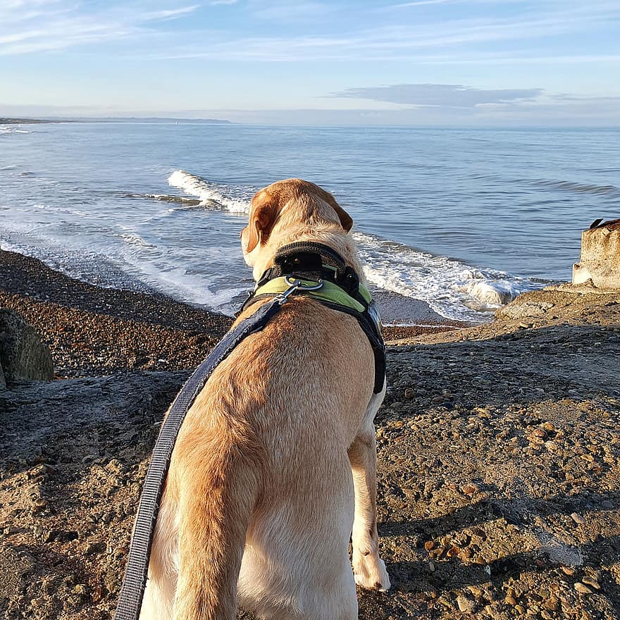 куче, Лабрадор, море, плаж, кучешки