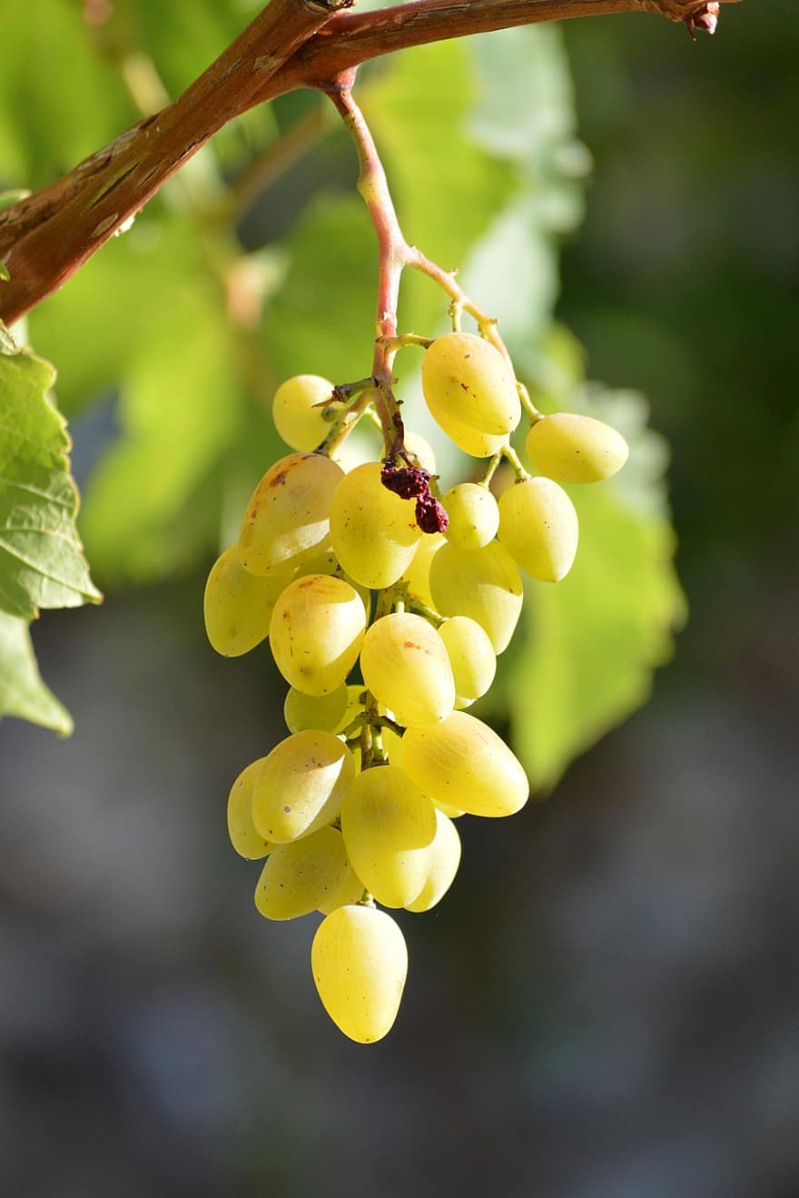 anggur, buah, banyak, berair, organik, musim gugur