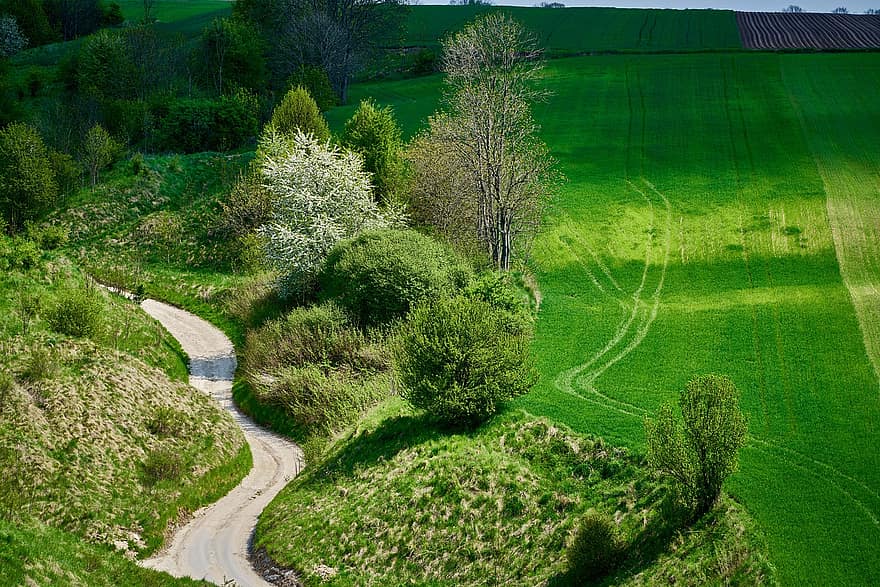 поле, краєвид, природи, шлях, дорога, дерева, сільській місцевості, сільська сцена, трави, луг, зелений колір