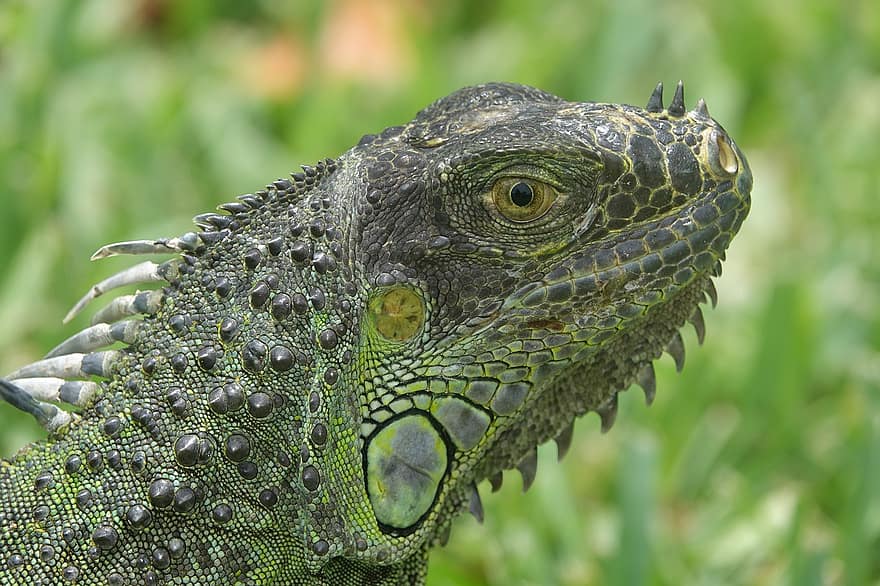 iguana verde, reptil, Iguana verde común, iguana, Florida, naturaleza, de cerca, animales en la naturaleza, lagartija, color verde, continuar