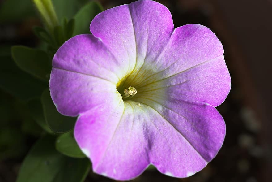 цветок, фиолетовый цветок, сад, цветение, весна, природа, макрос, крупный план, завод, лепесток, лист