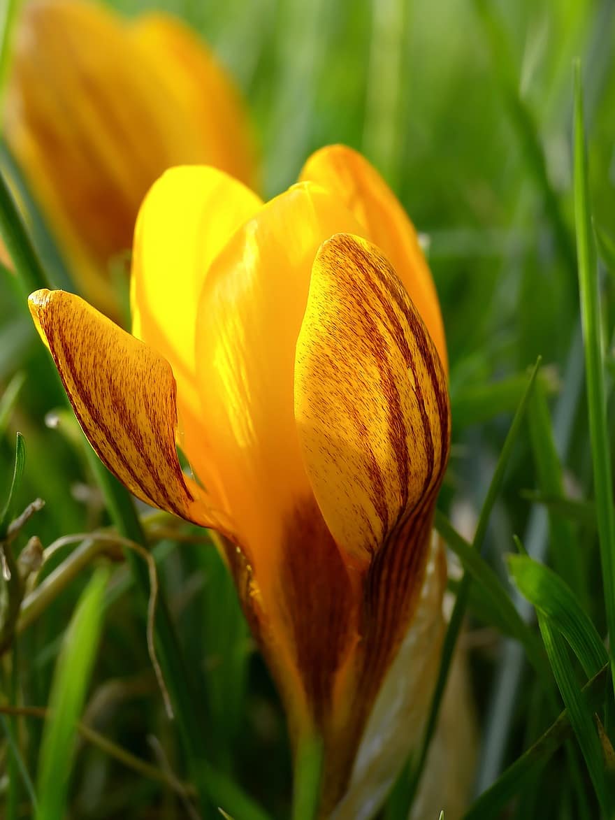 krokus, Oranžový krokus, jarní květina, květ, Příroda, flóra, louka, tráva, stébla trávy, rostlina, jaro