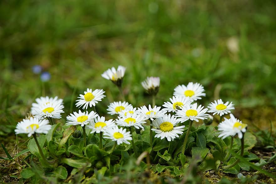 bellis perennis, koiranputkea, monivuotinen, niitty, kukat, valkoiset koiranputkea, valkoiset kukat, kasvisto, luonto, kasvit, kukkivat kasvit