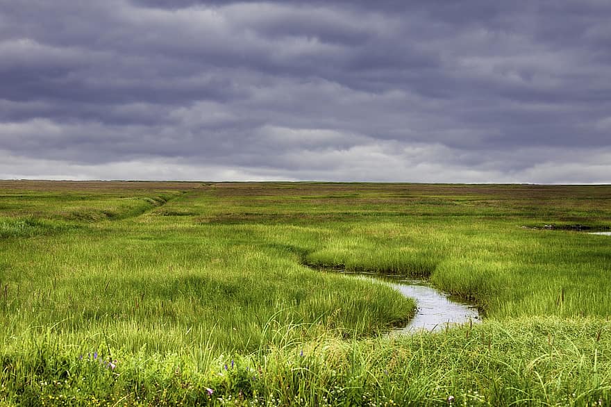 Marsh, Fen, Wetlands, Prairie, Grass, Grasslands, Land, Plains, Horizon, Landscape, Nature