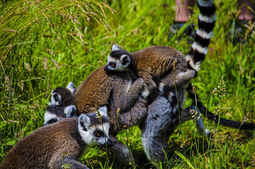 Lemur, schwarzer Maki, Säugetiere, Tiere, Zoo, Madagaskar, Porträt, Süss, der Schweif, Tierwelt, die Art der