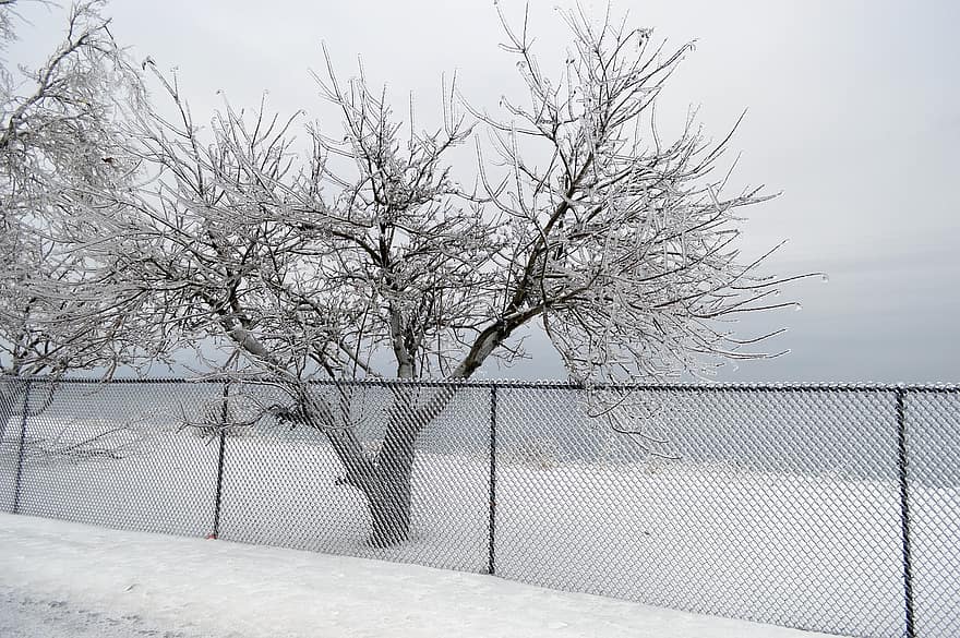 ограда, зима, зимна буря, метеорологично време, верига, дърво, панорамен, на открито, сезон