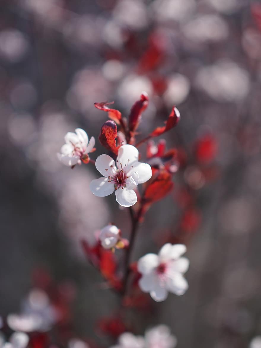 kirsikankukkia, kukat, sakura, valkoiset kukat, terälehdet, valkoiset terälehdet, kukka, kukinta, kasvisto, sakura kukkia, kevät