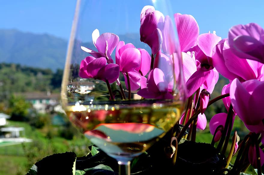 Copa de vi, flors de color rosa, a l'aire lliure, fons, bonic, begudes, beguda, celebració, xampany, primer pla, estiu