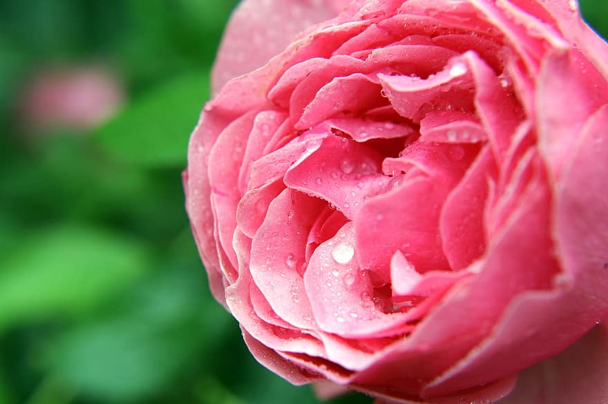 mawar, berwarna merah muda, penurunan, rosa, berkembang, bunga, cinta, romantis, alam, musim panas