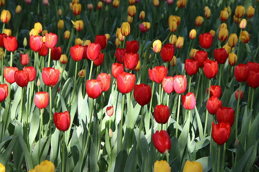 tulipaner, blomster, felt, blomst, blomstre, tulipanfelt, blomsterfelt, blomst eng, flora, floriculture, hagebruk
