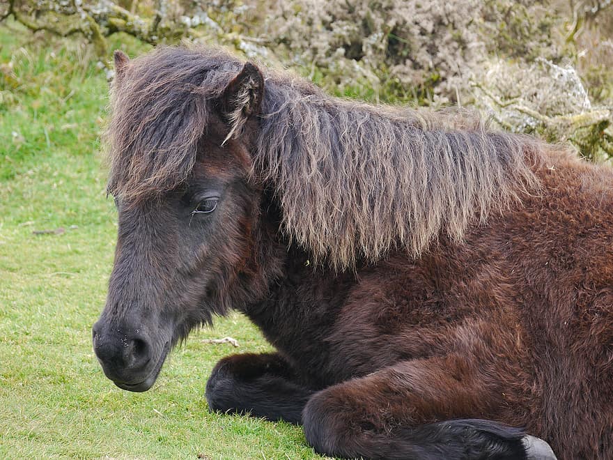 ponny, shetland ponny, gräs, bondgårdsdjur, djur-, häst-, bruka, landsbygden scen, äng, bete, häst
