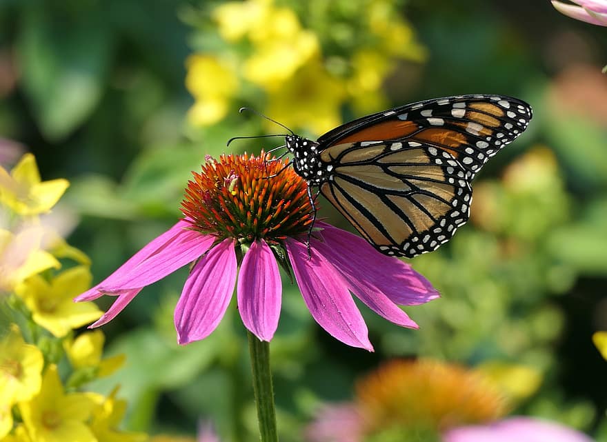 Butterfly, Insect, Flower, Coneflower, Colorful, Wings, Bloom, Blossom, Pollinate