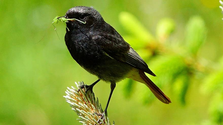pássaro, animal, forrageamento, penas, plumagem, bico, conta, observação de pássaros, ornitologia, mundo animal, natureza