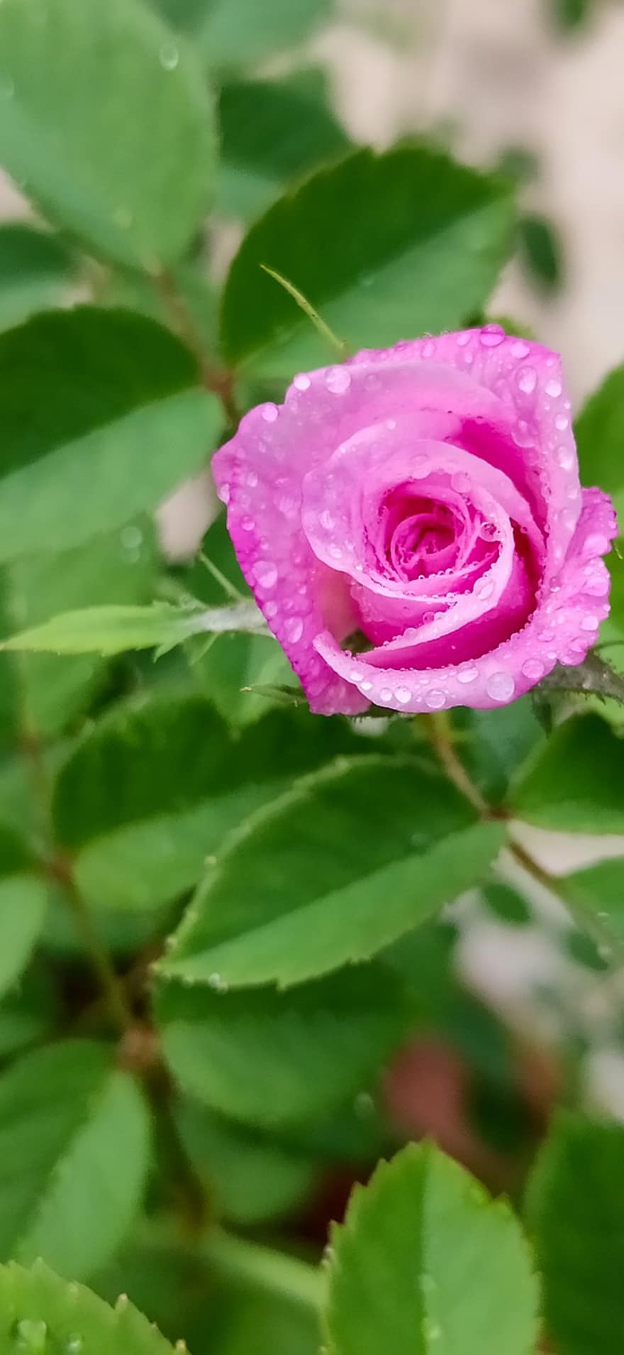 schattige kleine roos, net opgestaan, echt roze, roze roos, roos, natuur, roze, bloem, fabriek, decoratief, tuin-