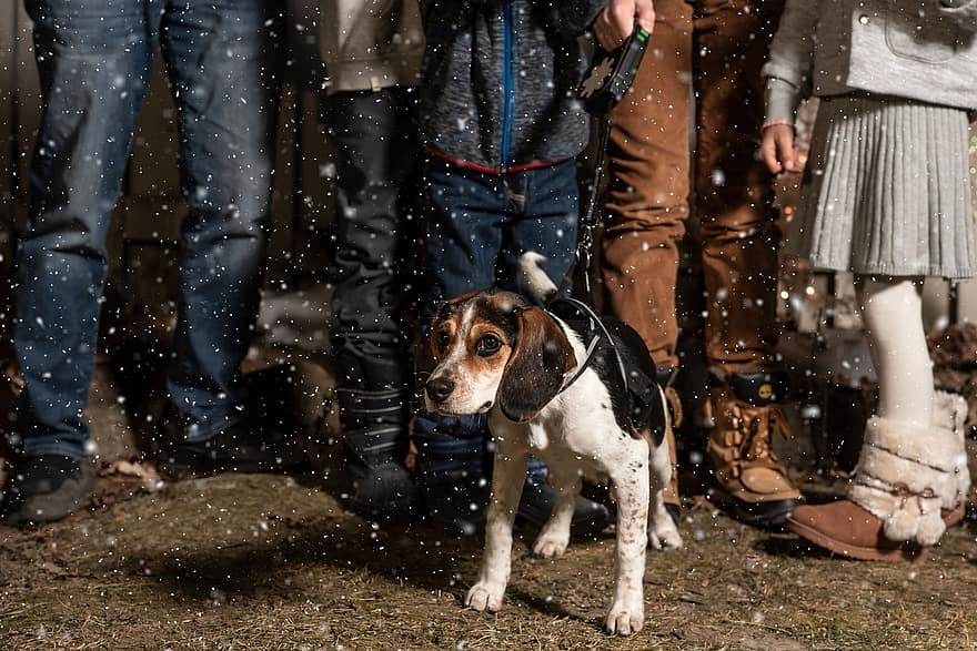 koira, ihmiset, lumisade, lumi, talvi-, pentu, lemmikki-, söpö, eläin, perhe