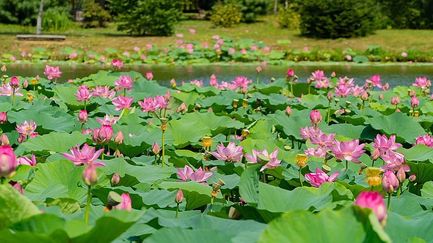 lotus, blomster, planter, lyserøde blomster, vandliljer, knopper, flor, vandplanter, lotus blade, Dam