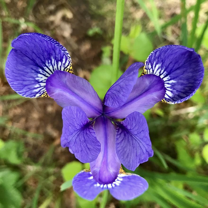 iris, blomstre, blomst, anlegg, lilla, hage, iris blomst, natur, fiolett, flora, prydplante