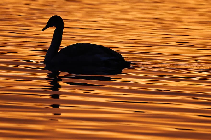 cygne, oiseau, silhouette, Lac, le coucher du soleil, la nature, paysage, nager, Loch Leven, Écosse, Comté de Kinross
