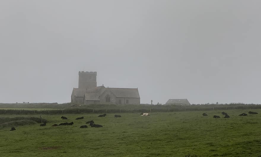 Igreja, vacas, construção, gótico, medieval, velha igreja, Igreja Cornish, arquitetura, religião