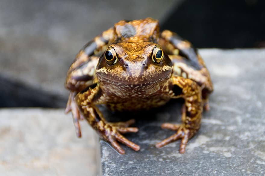 Frog, Amphibian, Toad, Animal, Fauna, Garden