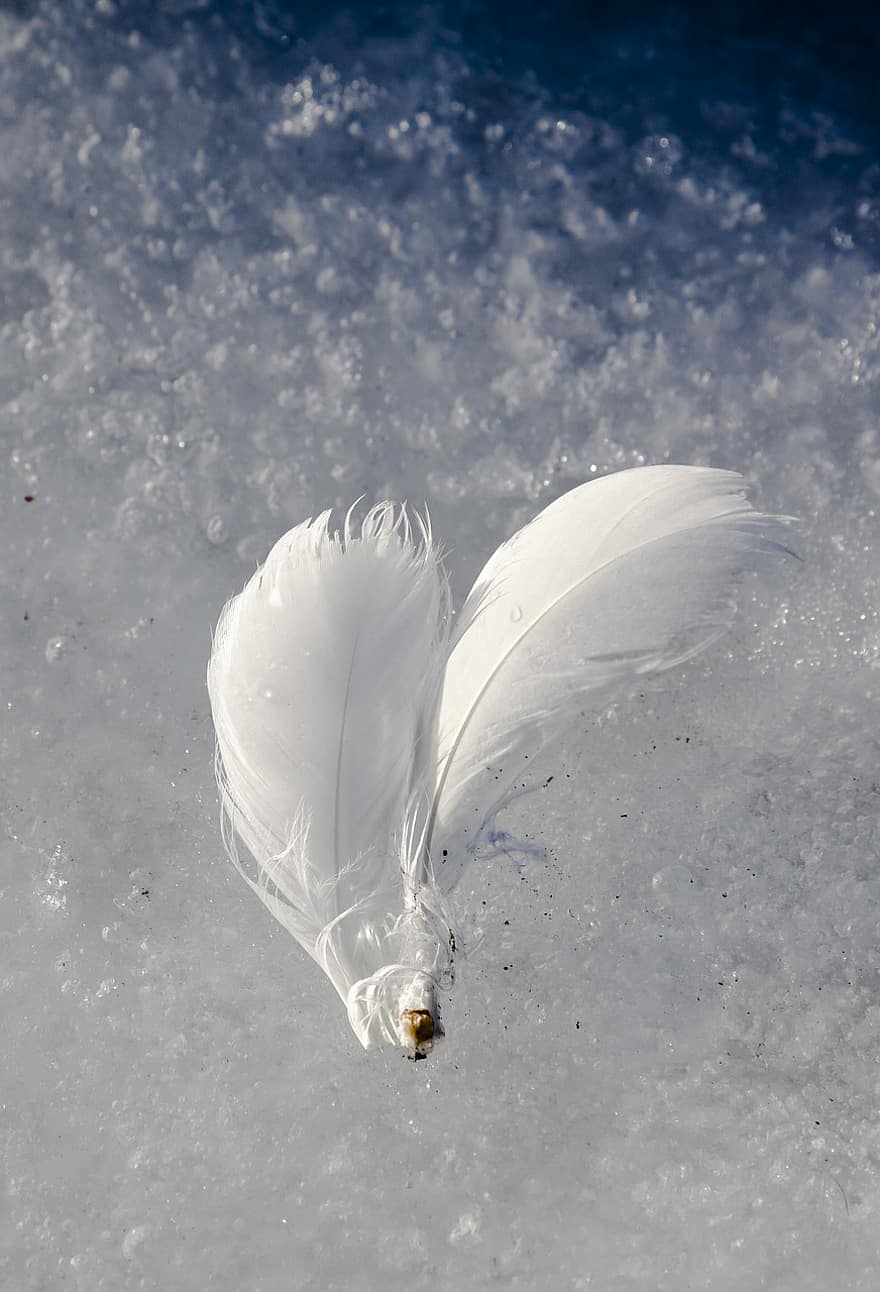 φτερό, φτερά, πτερύγιο πουλιών, απομονωμένος, πάγος