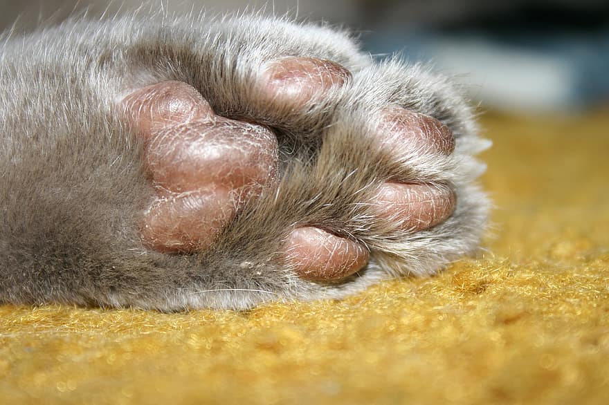 kočka, tlapka, noha, prsty na nohou, zvíře, domácí zvíře, Kočkovitý