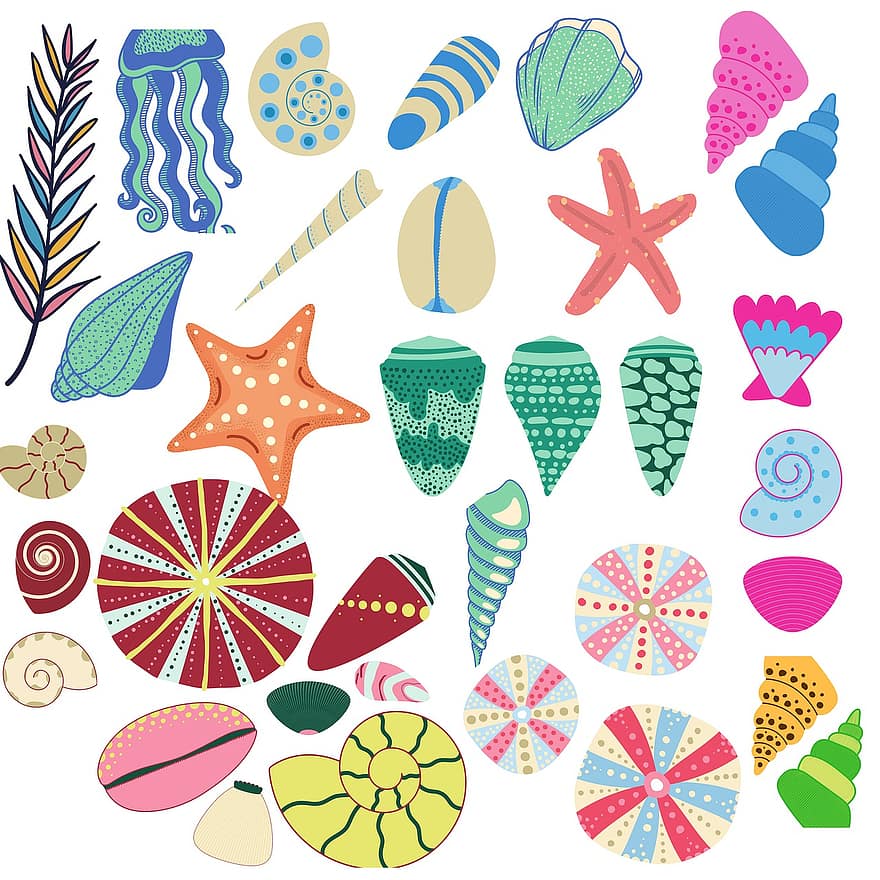 Shell, Conch, Cowrie, Starfish, Marine, Sea, Creatures, Pattern, Ocean