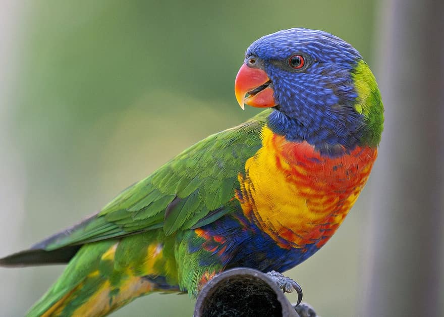 fågel, regnbåge lorikeet, papegoja, Australien, avian, ornitologi, multi färgad, näbb, fjäder, ara, gul