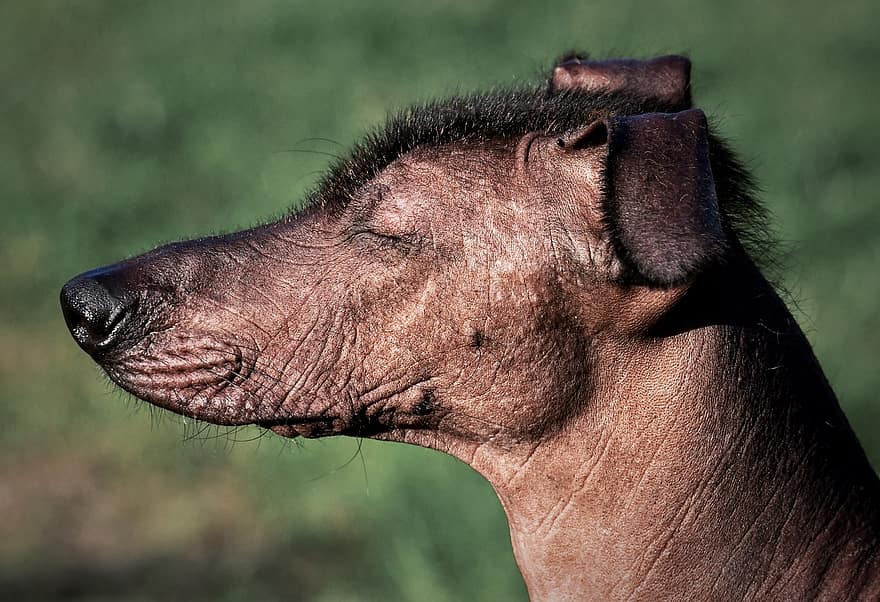 hund, Meksikansk hårløs hund, Xoloitzcuintle, kjæledyr, canine, nærbilde, søt, dyr hode, gress, rasehunden, husdyr