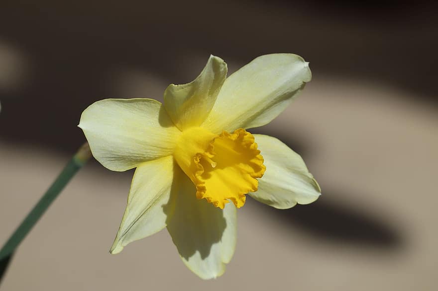 Narcissus, blomst, anlegg, gul blomst, petals, flora, hagearbeid, vår, natur, nærbilde, petal