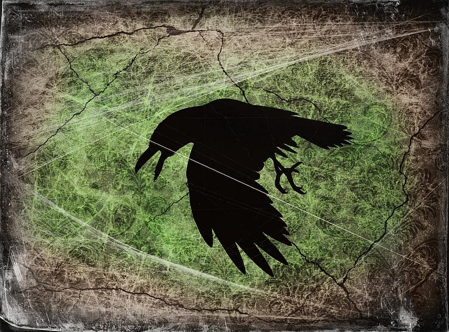 cuervo, pájaro, negro, animal, naturaleza, pluma, salvaje, oscuro, silueta, diseño, Víspera de Todos los Santos