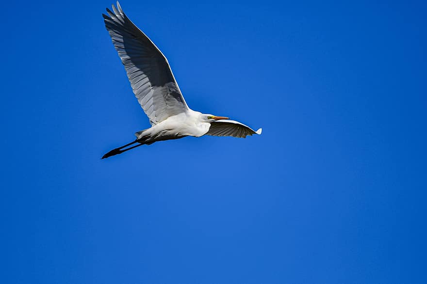 Heron, Bird, Egret, Animal, Flying Bird, Sky, Avian, flying, blue, animals in the wild, beak