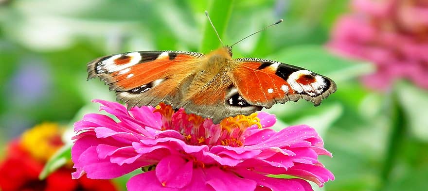 kupu-kupu, serangga, sayap, bunga-bunga, penuh warna, zinnia, alam, merapatkan, multi-warna, bunga, makro