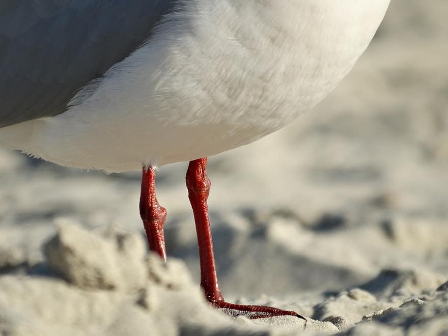 Legs, Leg, Gull, Seagull, Bird, Animal, Closeup, Close, One, Alone, Beach