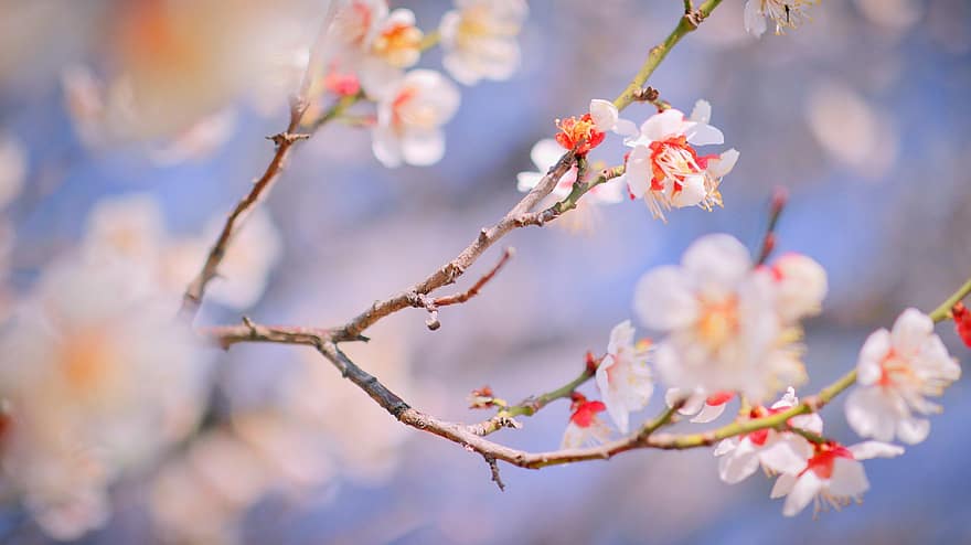 blomster, blomme, anton, Republikken Korea, Korea, Andong, forår, blomstring, abrikos, træ, planter