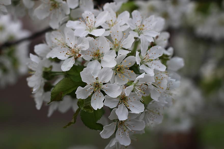 sakura, las flores, Flores de cerezo, pétalos blancos, pétalos, floración, flor, flora, Flores de primavera, naturaleza