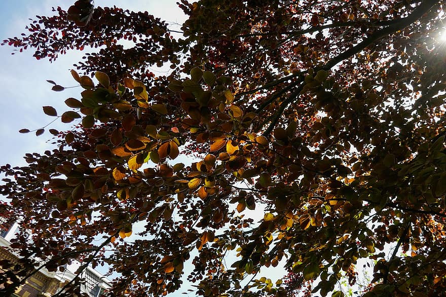 červený buk, list, Červené, strom, listy, buk, podzim, sezóna, žlutá, větev, detail