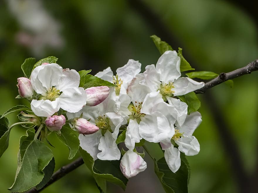 bunga-bunga, bunga apel, kelopak putih, kelopak, berkembang, mekar, flora, bunga musim semi, alam