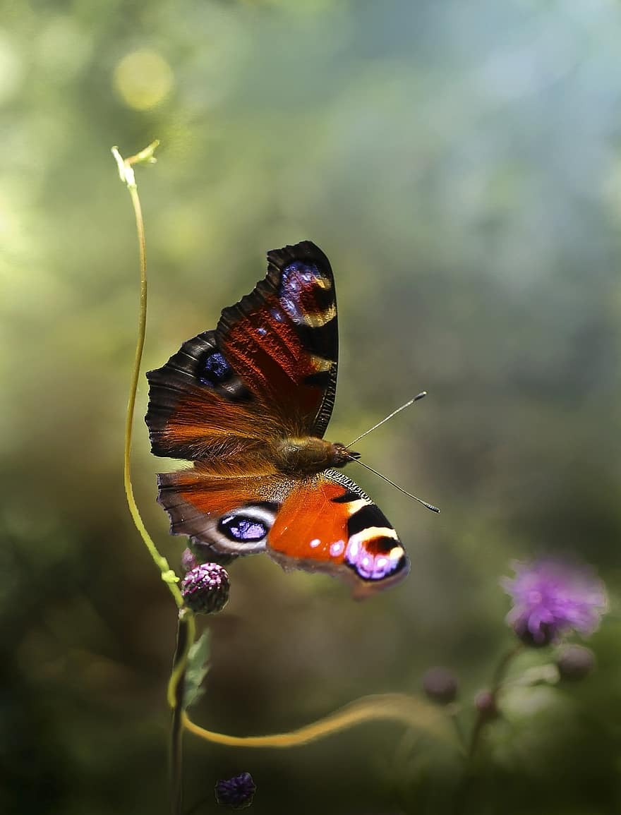 пеперуда, насекомо, цвете, природа, лято, ливада, трева, Фонът, боке, цвят, модел
