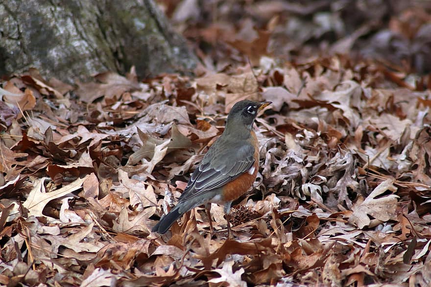 burung, robin, Daun-daun, burung penyanyi, Robin Mata, mengamati burung, paruh, bulu, migrasi, liar, hutan