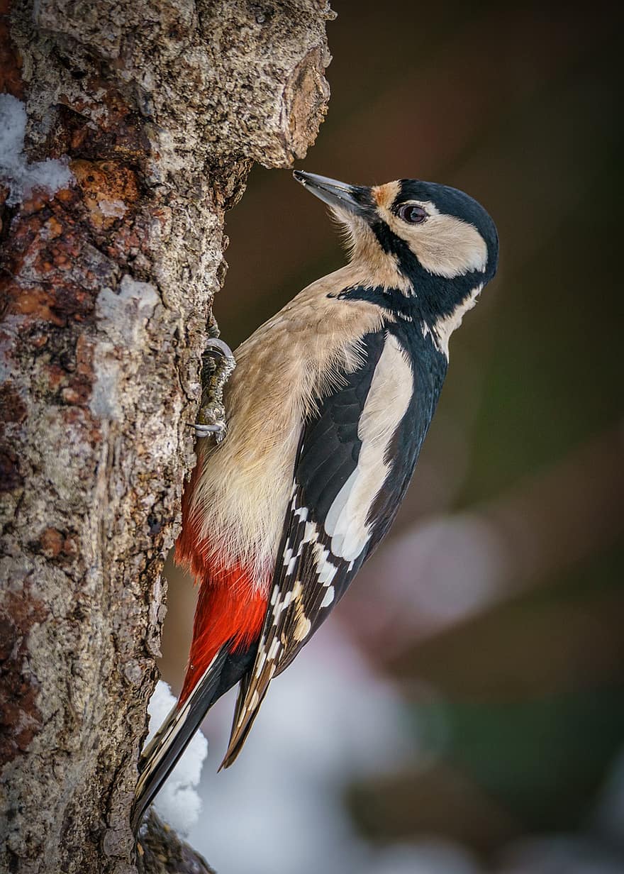 Woodpecker, Bird, Trunk, Great Spotted Woodpecker, Animal, Wildlife, Feathers, Plumage, Bark, Tree, Nature