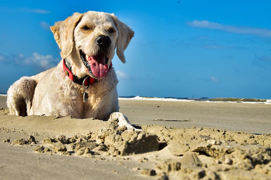 σκύλος, κατοικίδιο ζώο, κυνικός, παραλία, άμμος, ζώο, ξαπλωμένη, γούνα, ρύγχος, θηλαστικό ζώο, σκύλο πορτρέτο